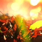 Typisch herfst: bijzondere groenten, gezelligheid en feest