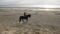Thamar Gotthjalpsen met Shadow op het strand / Bron: Persbureau Ameland
